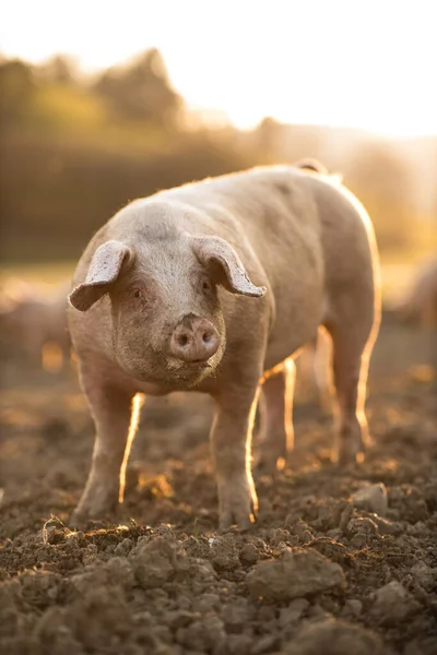 Svin Som Äter Äng Ekologisk Köttfarm Vidvinkelobjektiv Skjuten — Stockfoto