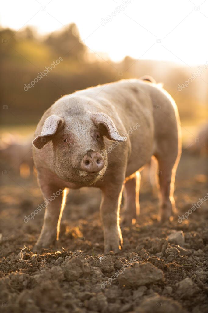 Pigs eating on a meadow in an organic meat farm - wide angle lens shot