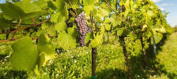 Large Bunches Red Wine Grapes Hang Old Vine Warm Afternoon — Stock Photo, Image
