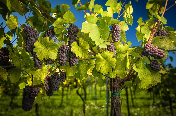 Grandi Grappoli Uva Vino Rosso Pendono Vecchio Vitigno Calda Luce — Foto Stock