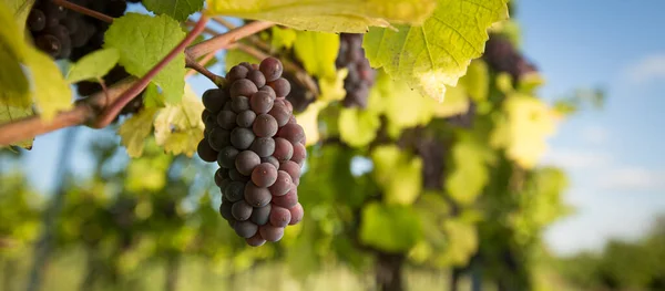 Grandes Cachos Uvas Vinho Tinto Pendurados Uma Velha Vinha Luz — Fotografia de Stock