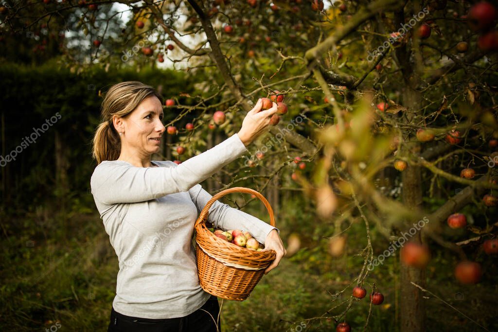 Middle aged woman picking apples in her orchard - soon there will be a lovely smell of apple pie in her kitchen (color toned image)