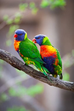 Bir çift Gökkuşağı Lorikeets bir ağaç dalında kavga / oynaşma / alay etme (Trichoglossus haematodus)