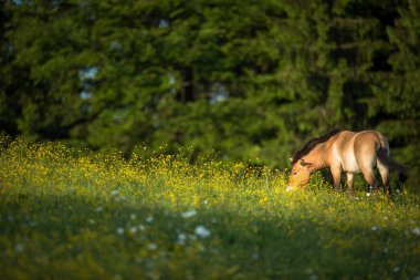 Przewalski horse grazing on a lovely meadow clipart