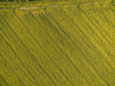 Tarım arazileri yukarıda - under yeşil yemyeşil bir hava resmi