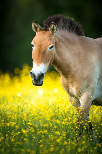 Przewalski Koń Wypasający Się Pięknej Łące — Zdjęcie stockowe