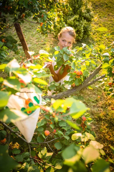 Söt Ung Kvinna Plocka Aprikoser Upplysta Varm Sommarkväll Ljus Grund — Stockfoto