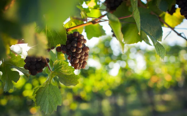 Wijngaarden Bij Zonsondergang Herfst Oogst Rijpe Druiven Herfst — Stockfoto