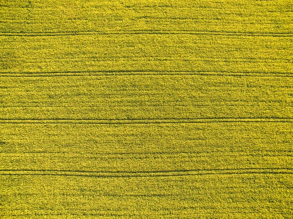 空中上の画像から下に緑豊かな緑の農地 — ストック写真