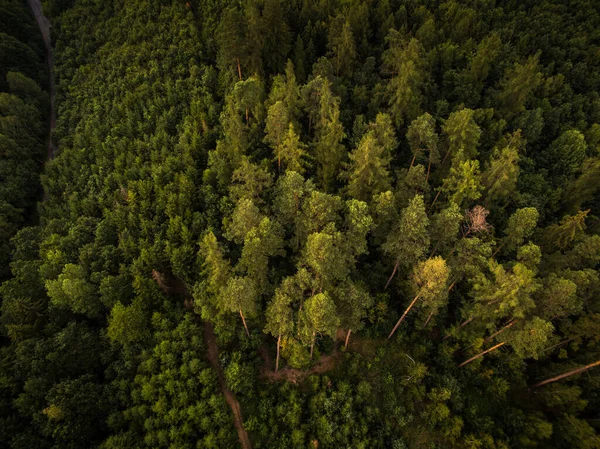 Herbstwald Luftaufnahme — Stockfoto