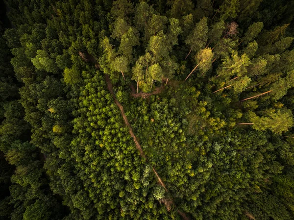 Vista Aérea Del Bosque Otoñal — Foto de Stock
