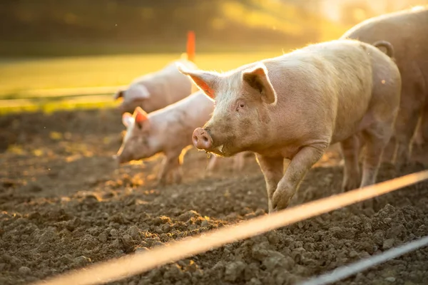 Suini Che Mangiano Prato Allevamento Biologico Carne Obiettivo Grandangolare — Foto Stock