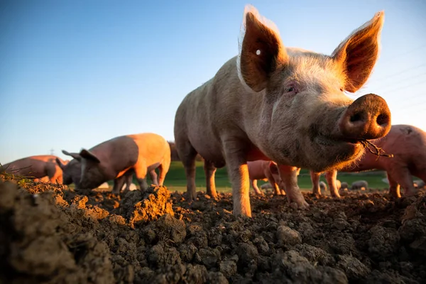 Свиньи Едят Лугу Органической Мясной Ферме Широкоугольный Объектив — стоковое фото