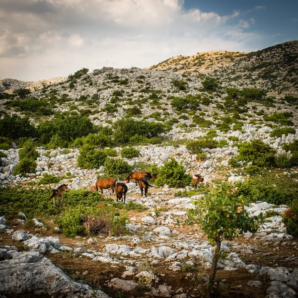 Dzikie Konie Parku Narodowym Biokovo Chorwacja — Zdjęcie stockowe