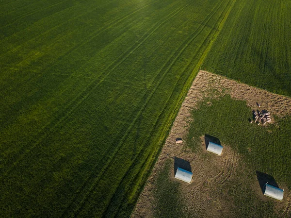 Cerdos Comiendo Prado Una Granja Carne Orgánica Imagen Aérea —  Fotos de Stock