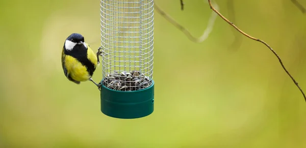 Széncinege Parus Kertben Éhes Télen Adagoló — Stock Fotó