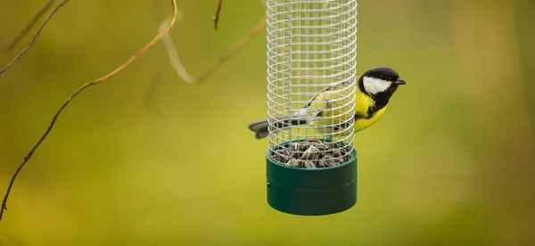 Great Tit Parus Major Feeder Garden Hungry Winter — Stock Photo, Image