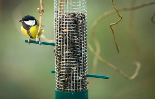 Grande Tetta Parus Major Alimentatore Giardino Affamato Durante Inverno — Foto Stock