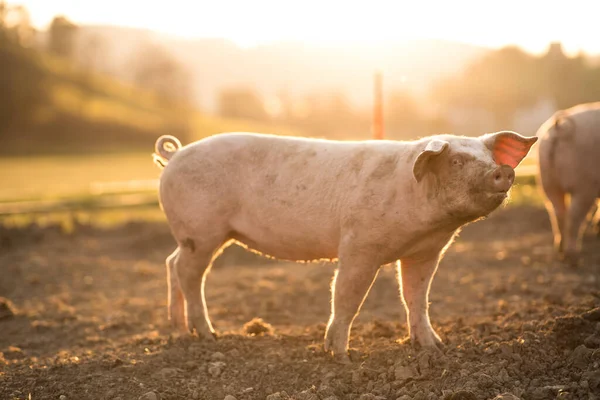 有機食肉農場の牧草地で食べる豚 広角レンズショット — ストック写真