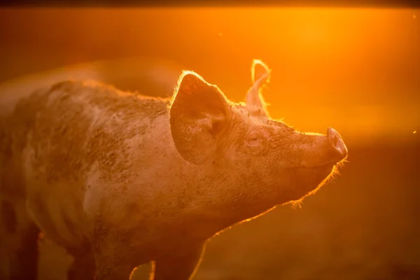 Schweine Fressen Auf Einer Wiese Einem Biobauernhof Teleobjektiv Mit Guter — Stockfoto