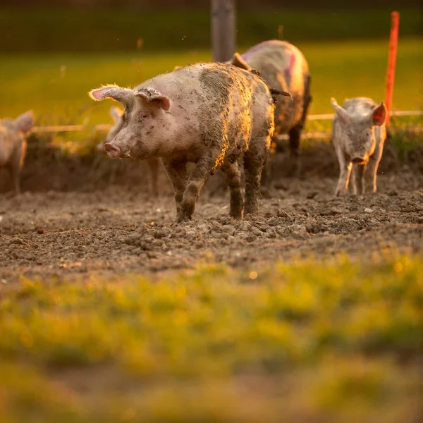 Svin Som Äter Äng Ekologisk Köttfarm — Stockfoto