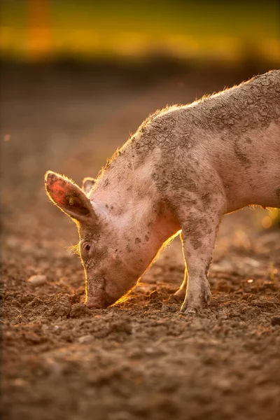 Cerdos Comiendo Prado Una Granja Carne Orgánica —  Fotos de Stock