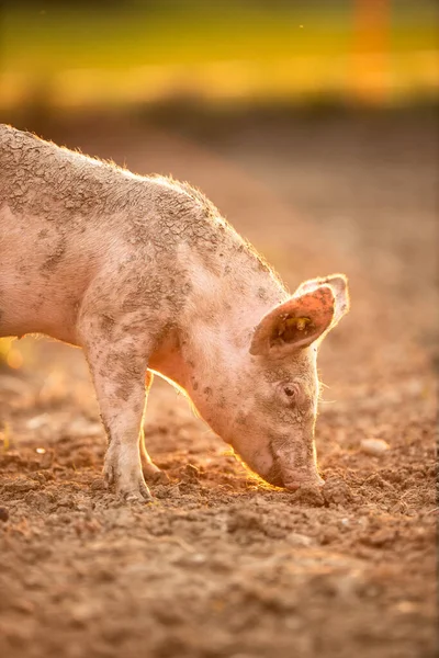 Svin Der Spiser Eng Økologisk Kødfarm - Stock-foto
