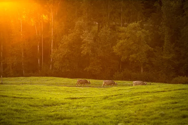 끝나면 목초지에서 집으로 돌아오는 젖소들 농업의 잔디가 육우를 — 스톡 사진