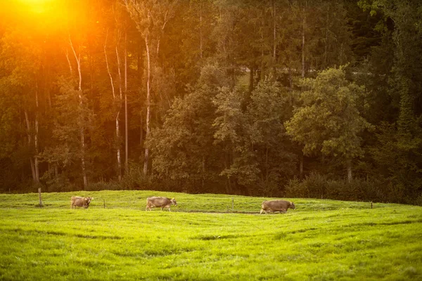 끝나면 목초지에서 집으로 돌아오는 젖소들 농업의 잔디가 육우를 — 스톡 사진