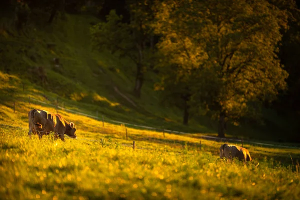 Коровы Возвращаются Домой Пастбищ Конце Дня Концепция Регенеративного Земледелия Говядина — стоковое фото