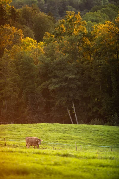 Vacas Que Vuelven Casa Los Pastos Final Del Día Concepto — Foto de Stock