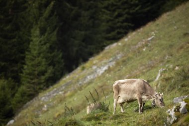 Kahverengi dağ inekleri yazın Bernese Alpleri 'nde bir çayırda otluyor. Grindelwald, İsviçre