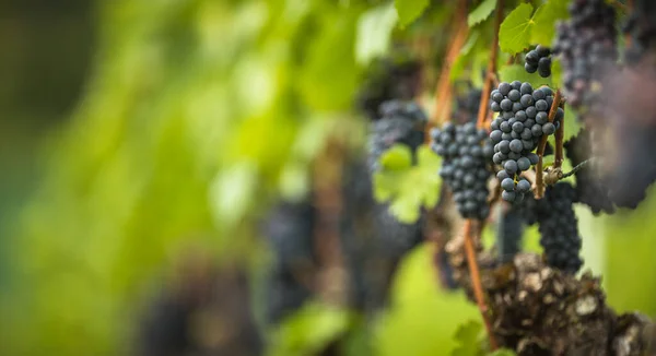 Uvas Maduras Vid Creciendo Viñedo Atardecer Enfoque Selectivo Espacio Copia —  Fotos de Stock