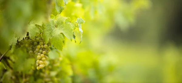 Uvas Maduras Vinha Que Crescem Vinha Pôr Sol Foco Seletivo — Fotografia de Stock