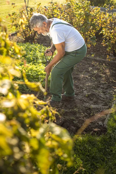 Tukang Kebun Senior Berkebun Kebun Permakultur Nya Membalik Tanah Kebunnya — Stok Foto