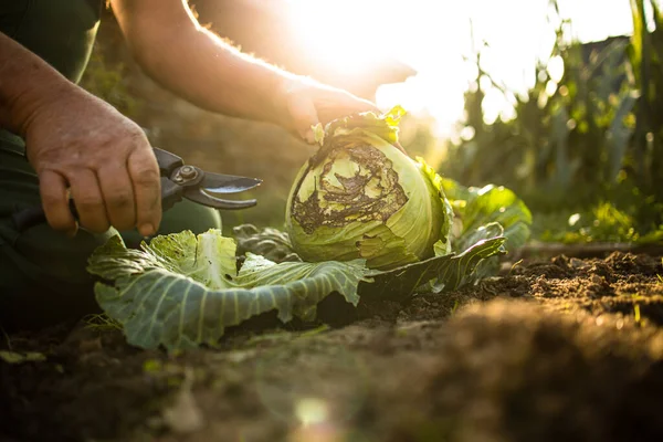 Tukang Kebun Senior Berkebun Kebun Permakultur Nya Memanen Kubis — Stok Foto