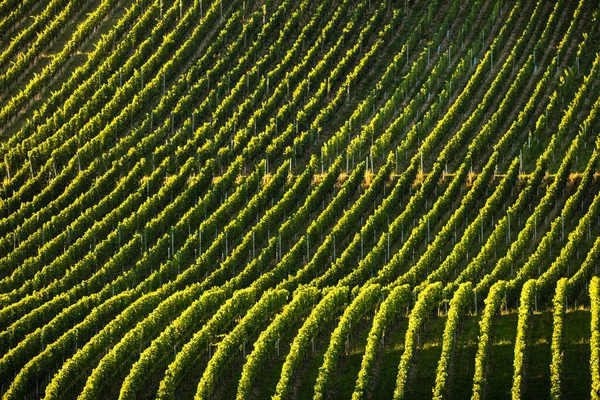 Vinice Při Západu Slunce Zvlněné Kopce Pokryté Vinicemi Teplém Večerním — Stock fotografie