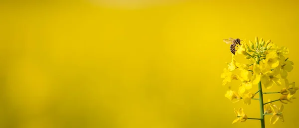 Abelha Coletando Néctar Flores Colza — Fotografia de Stock