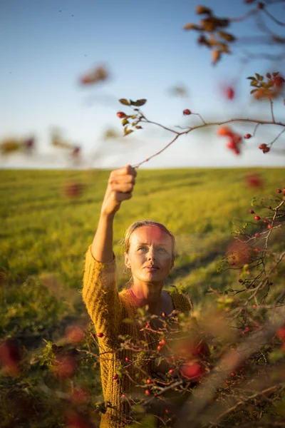 Mooie Jonge Vrouw Verzamelen Rozenbottel Fruit Herfst Natuur — Stockfoto