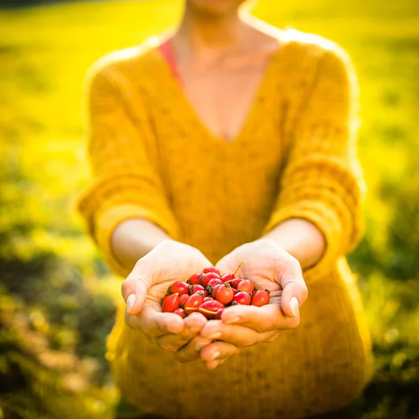 Pretty Young Woman Collecting Rosehip Fruit Autumn Nature — Stock Photo, Image