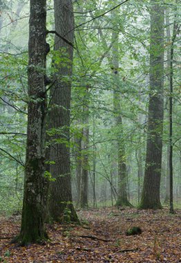 Atumnal manzara kırılmış ağaçlar yalan, Bialowieza orman, Polonya, Europe ile karışık stand
