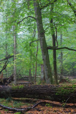 Taze yaprak döken kırık eski meşe ve puslu karışık orman ile arka plan, Bialowieza orman, Polonya, Avrupa'nın yaz aylarında standı