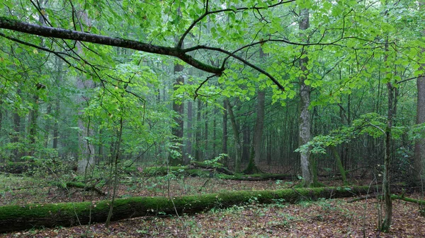 Atumnal Manzara Kırılmış Ağaçlar Yalan Bialowieza Orman Polonya Europe Ile — Stok fotoğraf