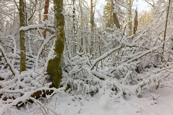 Paisagem Inverno Floresta Natural Com Tronco Carvalho Morto Deitado Árvore — Fotografia de Stock