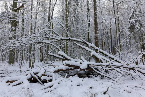 Paisagem Inverno Floresta Natural Com Tronco Carvalho Morto Deitado Floresta — Fotografia de Stock