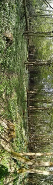 Flowering Anemone Path Crossing Deciduous Forest Bialowieza Forest Poland Europe — Stock Photo, Image