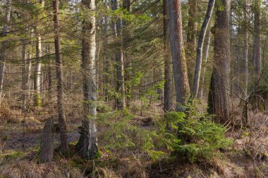 Eski kızılağaç ağaçları kış günbatımı görünümünde ıslak doğal Ladin arasında stand, Bialowieza orman, Polonya, Europe