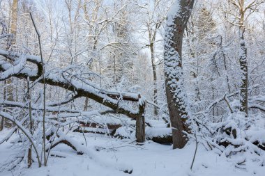 Kış manzarası doğal orman ile yalan, ölü meşe ağaç gövdesi Bialowieza orman, Polonya, Europe