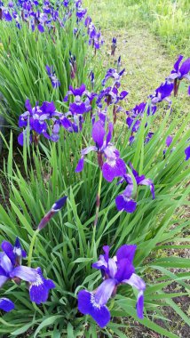 Sibirya Iris bahar bahçe, Podlasie bölge, Polonya, Europe (Iris sibirica)