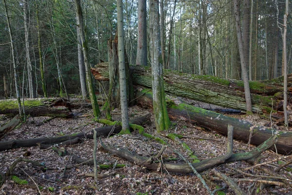 風壊れた古い樫の木お互い ビャウォヴィエジャの森 ポーランド ヨーロッパの隣に横になっています — ストック写真